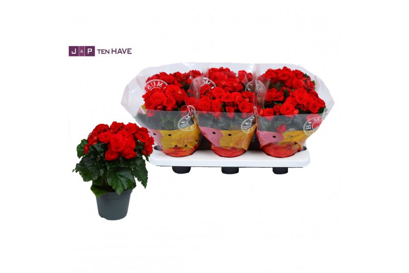 Begonia elatior du. baladin 