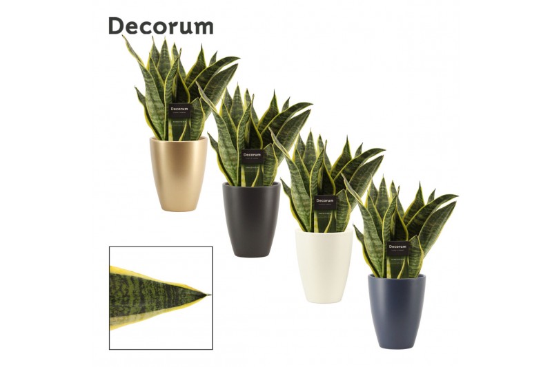 Sansevieria trifasciata futura superba in Carly (Neo Architect-collect Sansevieria trifasciata futura superba in Carly (Neo Architect-collect