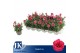 Dianthus oscar Purple 