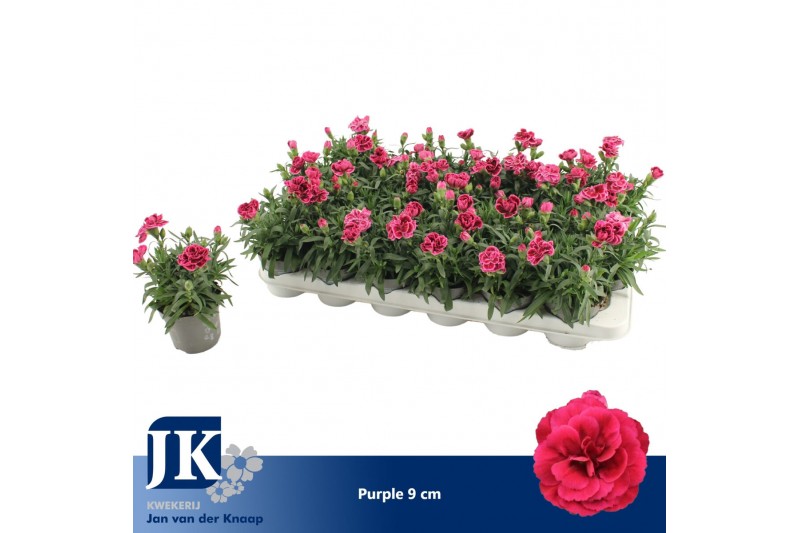 Dianthus oscar Purple 