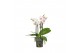 Phalaenopsis multiflora wit 3-5 tak,3 tak/plnt,30 bl.,3 tak/plnt,30 bl 