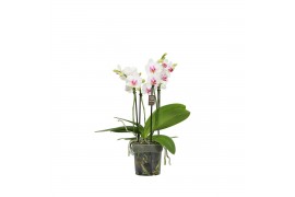 Phalaenopsis multiflora wit 3-5 tak,3 tak/plnt,30 bl.,3 tak/plnt,30 bl