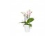 Phalaenopsis multiflora wit 3-5 tak in zoe keramiek,3 tak/plnt,30 bl., 