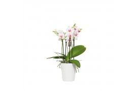 Phalaenopsis multiflora wit 3-5 tak in zoe keramiek,3 tak/plnt,30 bl.,