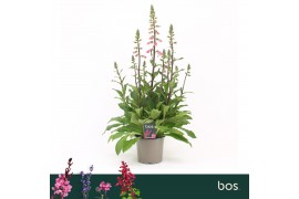 Digitalis panther