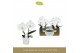 Phalaenopsis wit Singolo & Co - Tosha - 2 bloem - Lazio White 