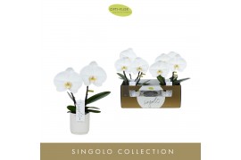 Phalaenopsis wit Singolo & Co - Tosha - 2 bloem - Lazio White