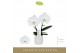 Phalaenopsis wit Singolo & Co - Tosha - 2 bloem - Lazio White 