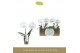 Phalaenopsis wit Singolo & Co - Tosha - 2 bloem 