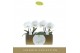 Phalaenopsis wit Singolo & Co - Tosha - 2 bloem 
