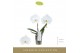 Phalaenopsis wit Singolo & Co - Tosha - 2 bloem 