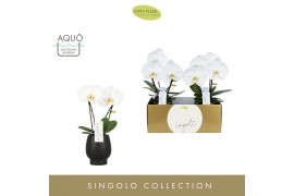 Phalaenopsis wit Singolo & Co - Tosha - 2 bloem - Abruzzo Black Aquo