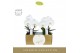 Phalaenopsis wit Singolo & Co - Tosha - 2 bloem - Abruzzo Black Aquo 
