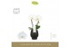 Phalaenopsis wit Singolo & Co - Tosha - 2 bloem - Abruzzo Black Aquo 