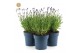 Lavandula angustifolia felice 