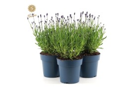 Lavandula angustifolia felice