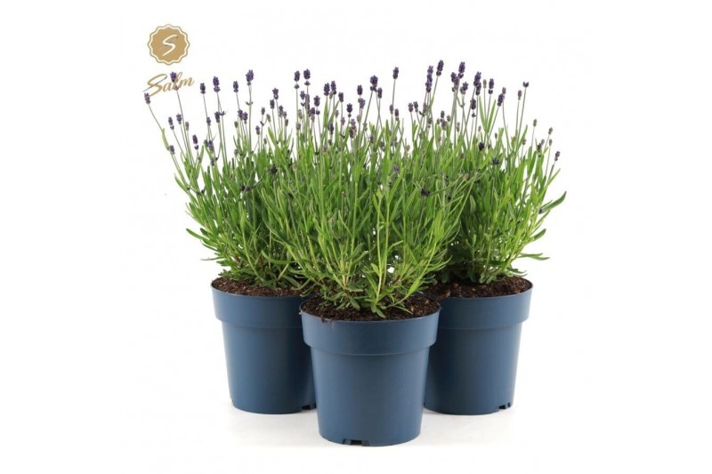 Lavandula angustifolia felice 