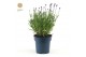Lavandula angustifolia felice 