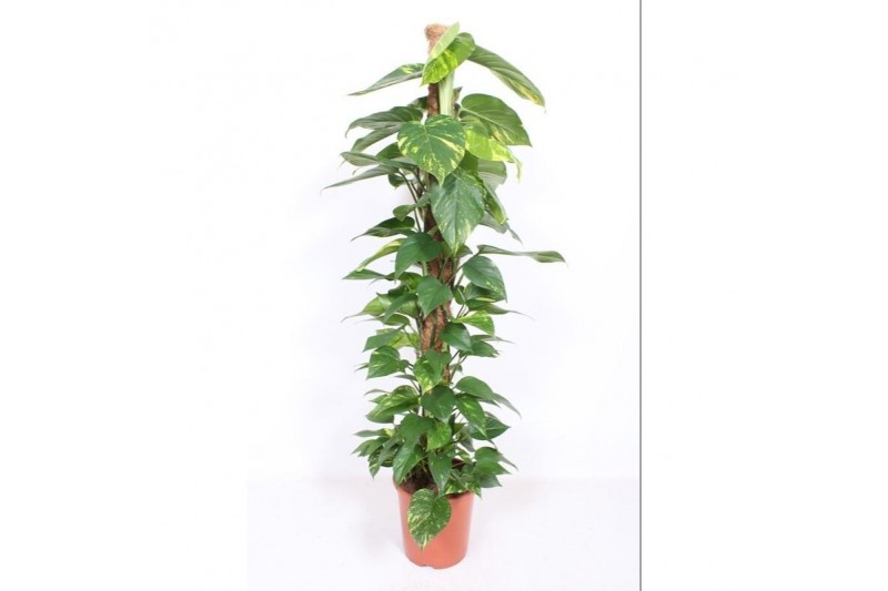 Epipremnum aureum mosstok 
