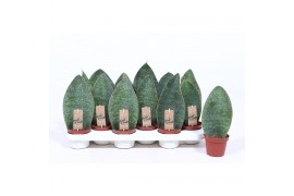 Sansevieria trifasciata victoria