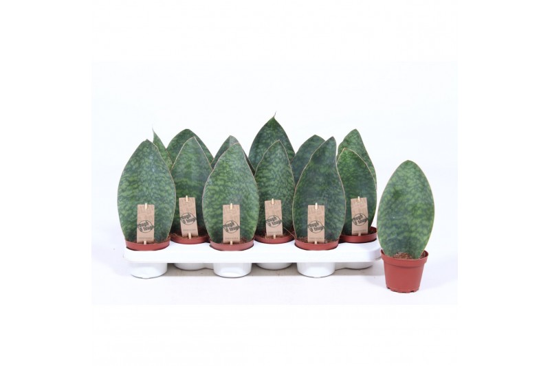 Sansevieria trifasciata victoria 