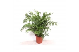Chamaedorea elegans Chamaedorea elegans 15 pp