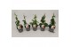 Thunbergia alata mix 