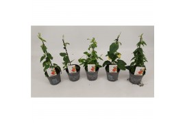 Thunbergia alata mix
