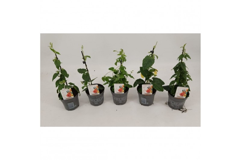 Thunbergia alata mix 