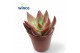 Echeveria taurus mars 