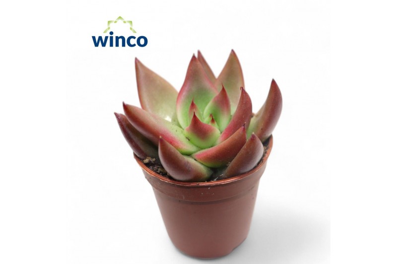 Echeveria taurus mars 
