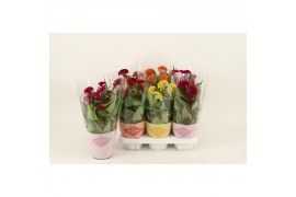 Celosia argentea cristata twisted mix