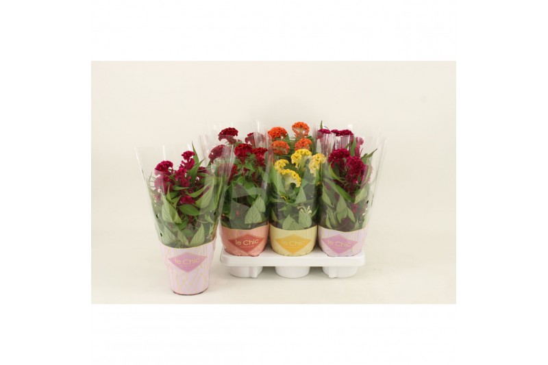 Celosia argentea cristata twisted mix 