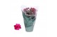 Kalanchoe blossfeldiana rosalina don victorio 