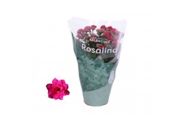 Kalanchoe blossfeldiana rosalina don victorio