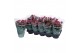 Kalanchoe blossfeldiana rosalina don victorio 