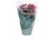 Kalanchoe blossfeldiana rosalina don victorio 