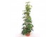 Tetrastigma voinierianum piramide 