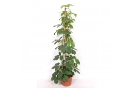 Tetrastigma voinierianum piramide
