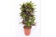 Codiaeum variegatum freckles vertakt 