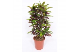 Codiaeum variegatum freckles vertakt