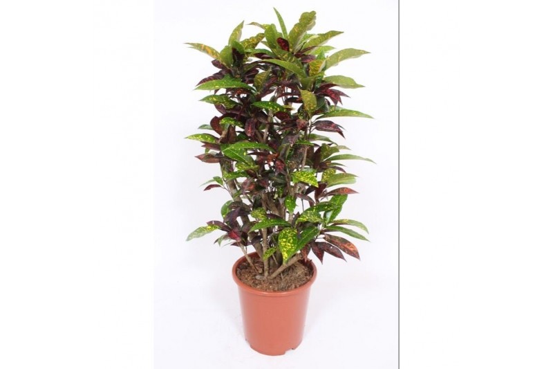 Codiaeum variegatum freckles vertakt 