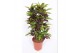 Codiaeum variegatum freckles vertakt 