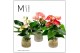 Anthurium andr. mix Anthurium - KARMA Grandi Flora Mix | Agua di Karma 