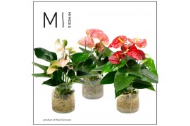 Anthurium andr. mix Anthurium - KARMA Grandi Flora Mix | Agua di Karma
