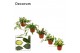 Hoya mix decorum 