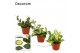 Hoya mix decorum 
