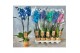 Phalaenopsis wonder mix 2 tak 