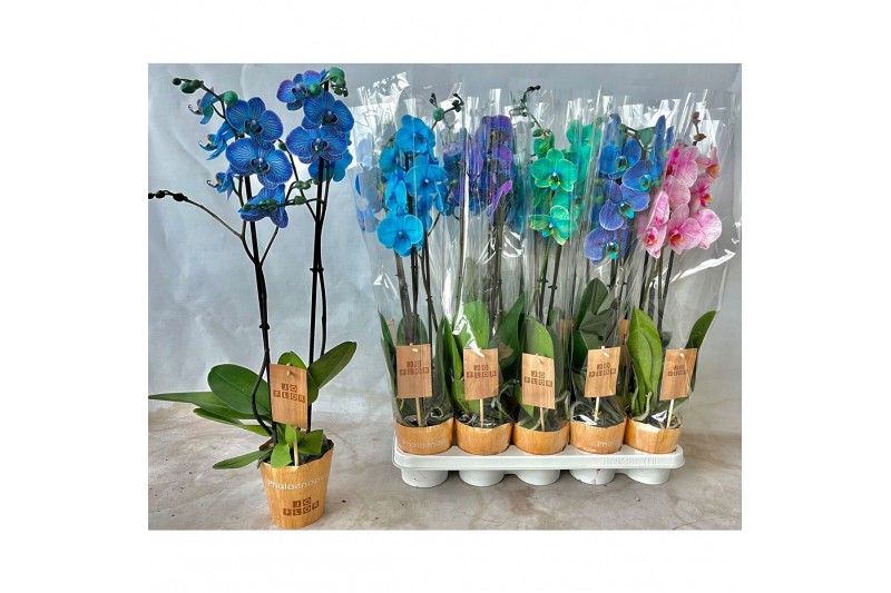 Phalaenopsis wonder mix 2 tak 