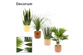 Groene planten mix in liam nature world decorum